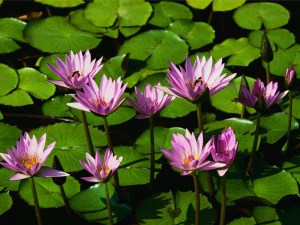 Water lilies and lily pads