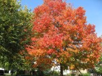Evanston Maple