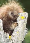 North American Porcupine
