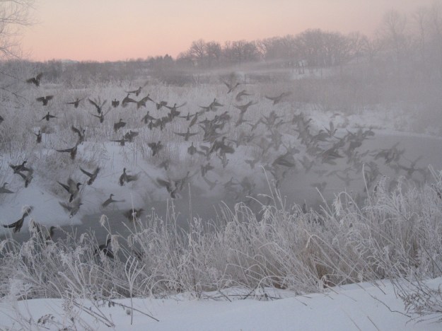 Ducks at dawn