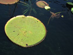 Lily pad on the lake