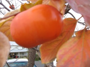Persimmon at Larkmead Vineyard