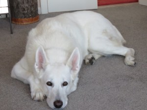 White German Shepherd relaxing in a warm house on a cold day