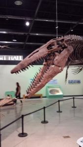 Fossil at Burpee Museum of Natural History