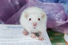 In 1936, Hans Selye identified stress in rats.