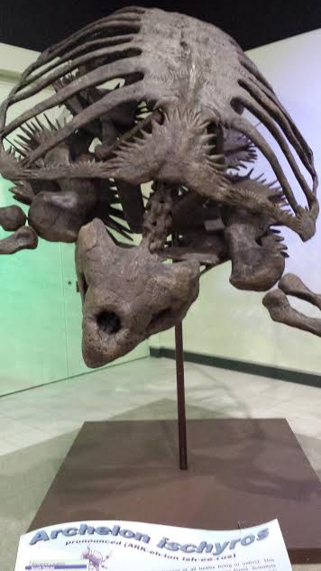 This sea turtle fossil is the size of a Smart Car.