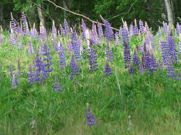 Lupine on Bar Island
