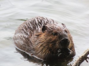 Beaver sighted at Acadia National Park